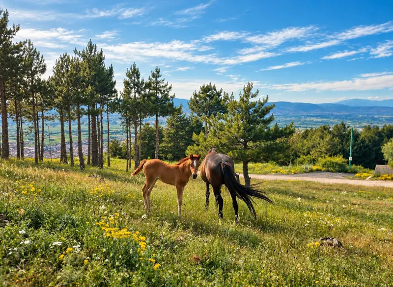 Two horses grazing in a meadow on the hills above the Shkodër plain